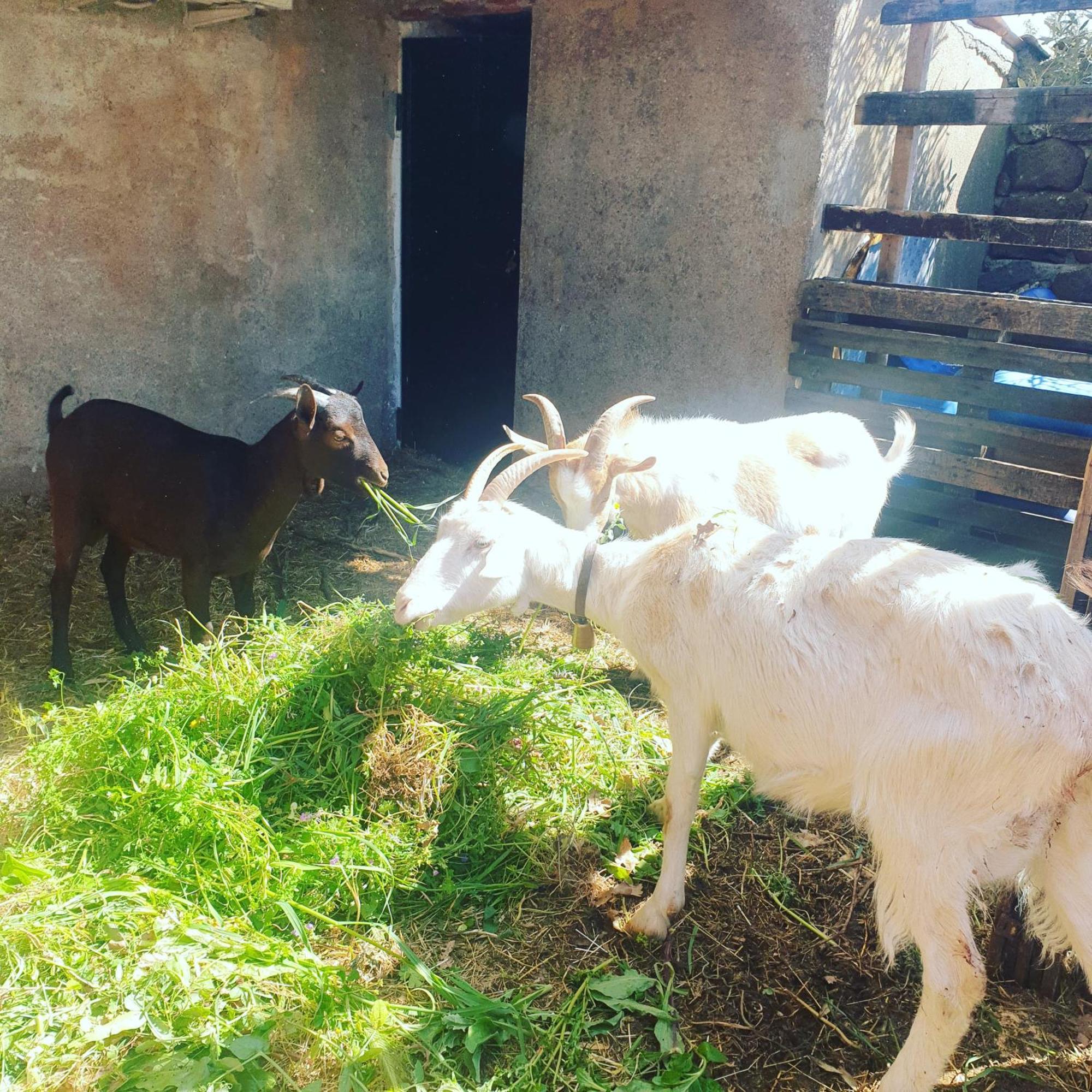 Azienda Agricola Affittacamere S'Ispinalba Di Laura Pitzolu Borore 外观 照片